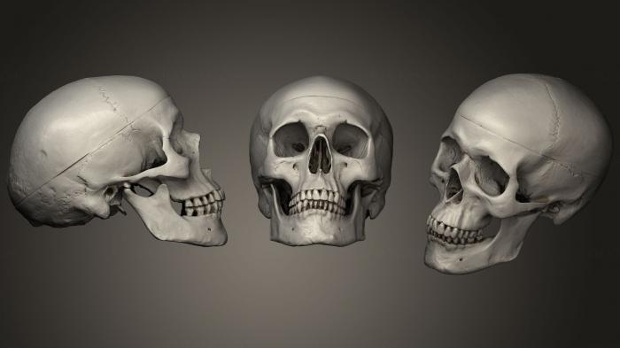 Anatomy of skeletons and skulls (ANTM_1226) 3D model for CNC machine